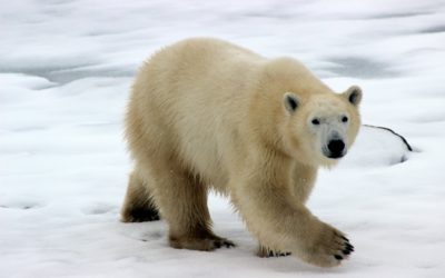 Talking Climate Change with Kids