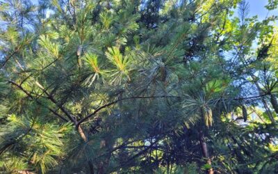 Spotlight on Eastern White Pine 