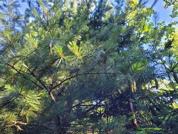 Spotlight on Eastern White Pine 