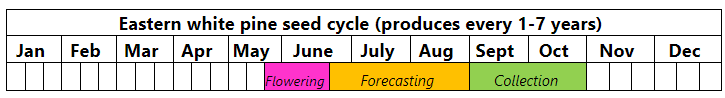 EasternWhitePineSeedCycle