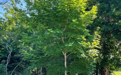 Spotlight on Sugar Maple