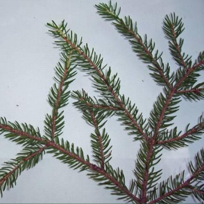 black spruce branch