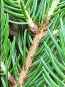 red spruce branch close up