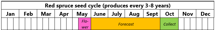 red spruce seed cycle