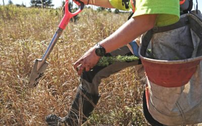 Provincewide Tree Planting Starts in Neighbourhoods Affected by Wildfire